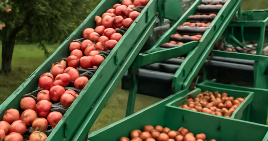Macchine per la frutta: cinghie su raccoglitori e selezionatrici